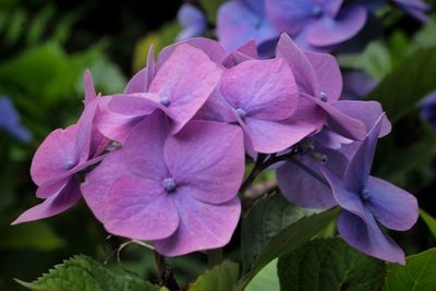 Close-up of pink flowers