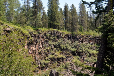 View of trees in forest