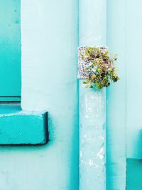 Close-up of plant against wall