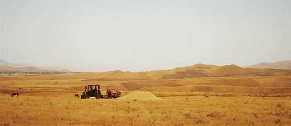 Harvest time in afghanistan