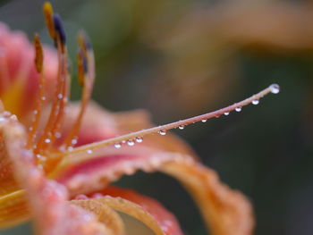 Close-up of water drops on pink flower