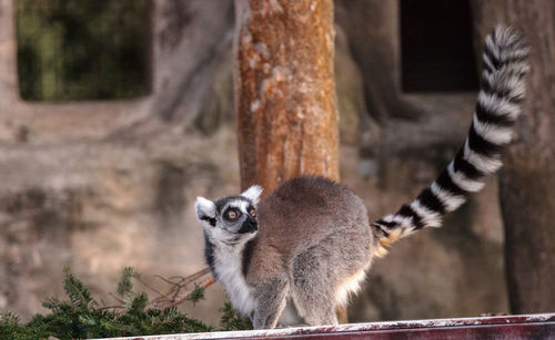 Ring tailed lemur lemur catta is a threatened species found in madagascar