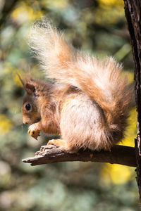 Close-up of squirrel on tree