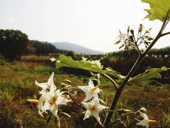 Close-up of wilted flower on field against sky