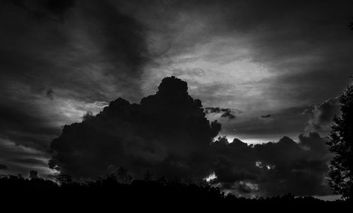 Low angle view of trees against sky at night