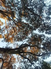 Low angle view of trees in forest against sky