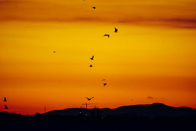 Silhouette of birds flying against orange sky