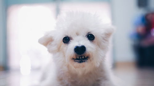 Close-up portrait of a dog