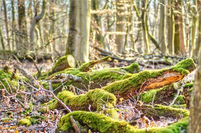 Close-up of moss growing on tree trunk