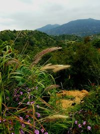 Scenic view of farm against sky