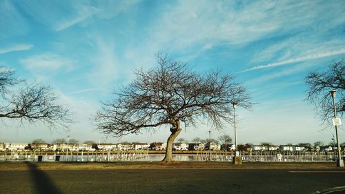 Bare trees on field against sky