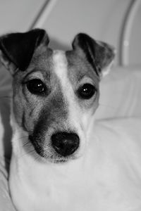 Close-up portrait of dog