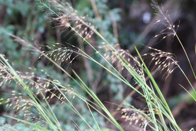 Close-up of crops growing on field