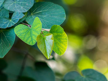 Close-up of plant