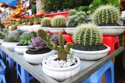 Close-up of potted plants in greenhouse