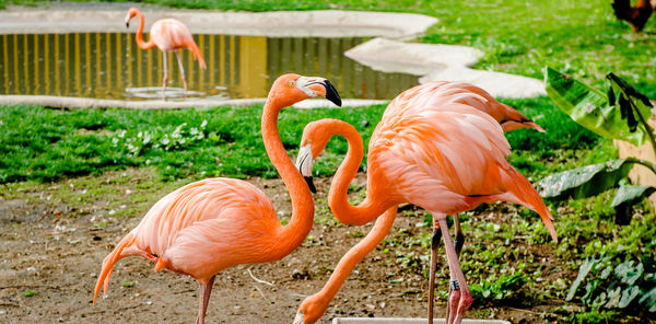 Close-up flamingoes at zoo