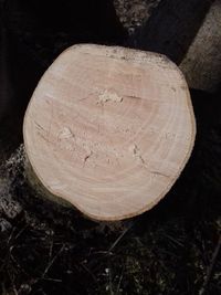 Close-up of tree stump