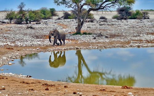 Reflection of elephant in water against sky