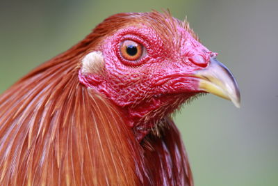 Close-up of rooster