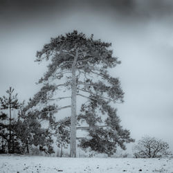 Trees on snow covered field against sky