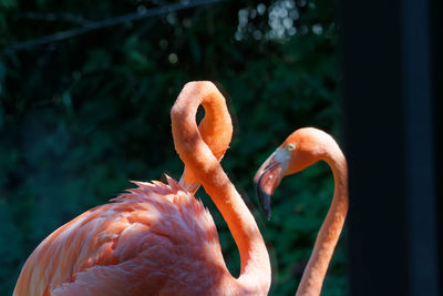 flamingo