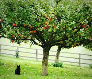 Plants growing on tree