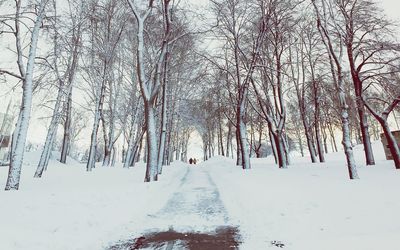 Bare trees during winter