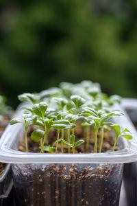 Young aster seedlings growing in a propagation tray. spring gardening background.