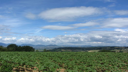 Scenic view of agricultural field against sky