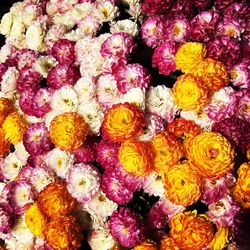 Full frame shot of multi colored flowers