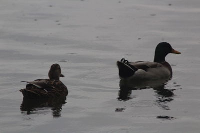 Ducks swimming in lake