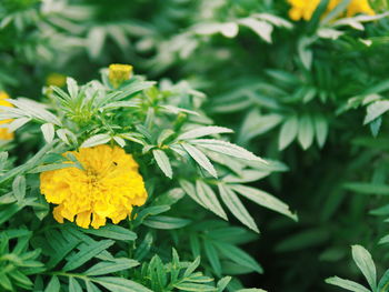 Close-up of insect on yellow flower