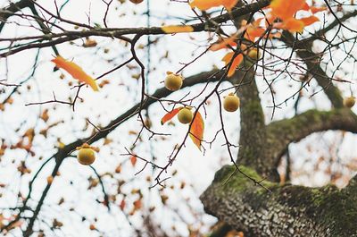 Low angle view of leaves on tree