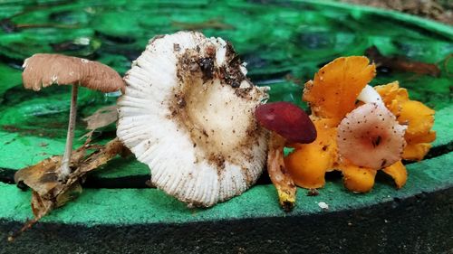 Close-up of mushrooms growing on plant