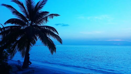 Close-up of palm tree on beach against sky