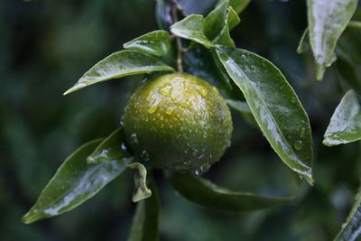 Close-up of wet lemon on tree