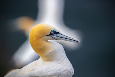 Close-up of a bird