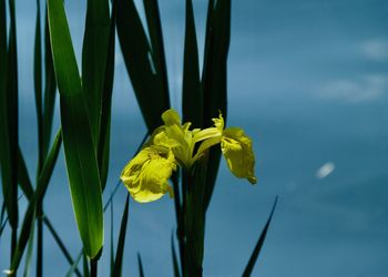 Close-up of yellow flowering plant