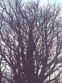 Low angle view of bare trees against sky