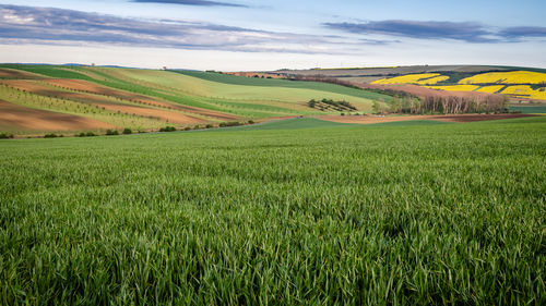 Scenic view of agricultural field against sky, rolling landscape 