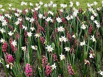 Close-up of purple flowering plants on field