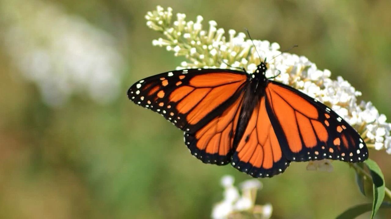 animal themes, one animal, animals in the wild, insect, butterfly - insect, animal markings, wildlife, butterfly, focus on foreground, close-up, natural pattern, animal wing, beauty in nature, orange color, flower, nature, fragility, plant, perching, outdoors