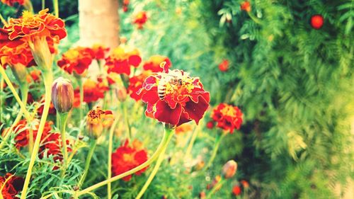 Honey bee on marigold blooming in park