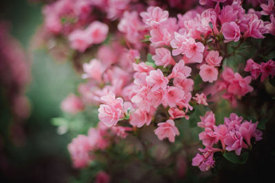 Close-up of pink cherry blossoms