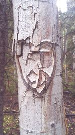 Close-up of tree trunk in forest