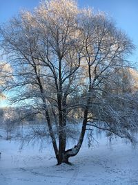 Bare tree on snow covered landscape