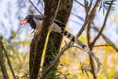 Close-up of bird perching on branch