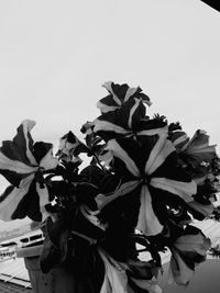 Close-up of flowers against clear sky