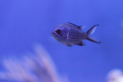 Close-up of fish swimming in sea