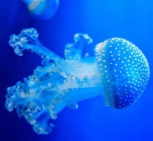 Close-up of blue jellyfish swimming in aquarium